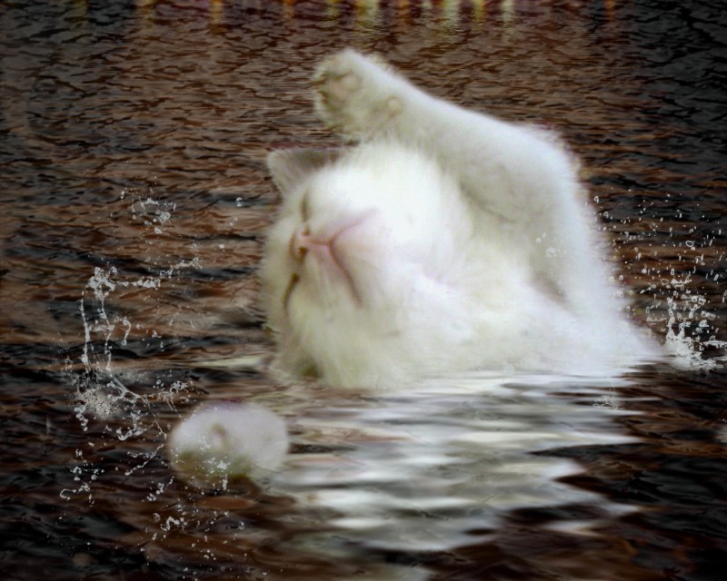 Коты тонут