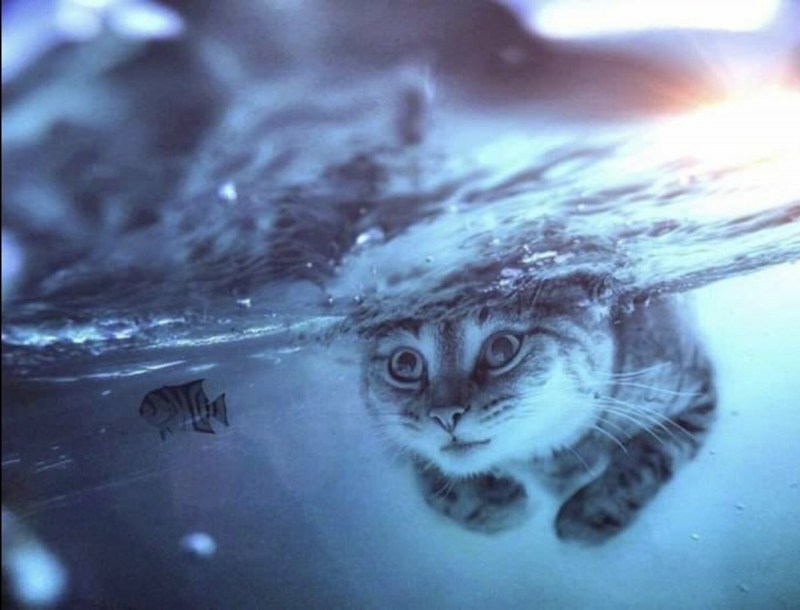 Кот плывет