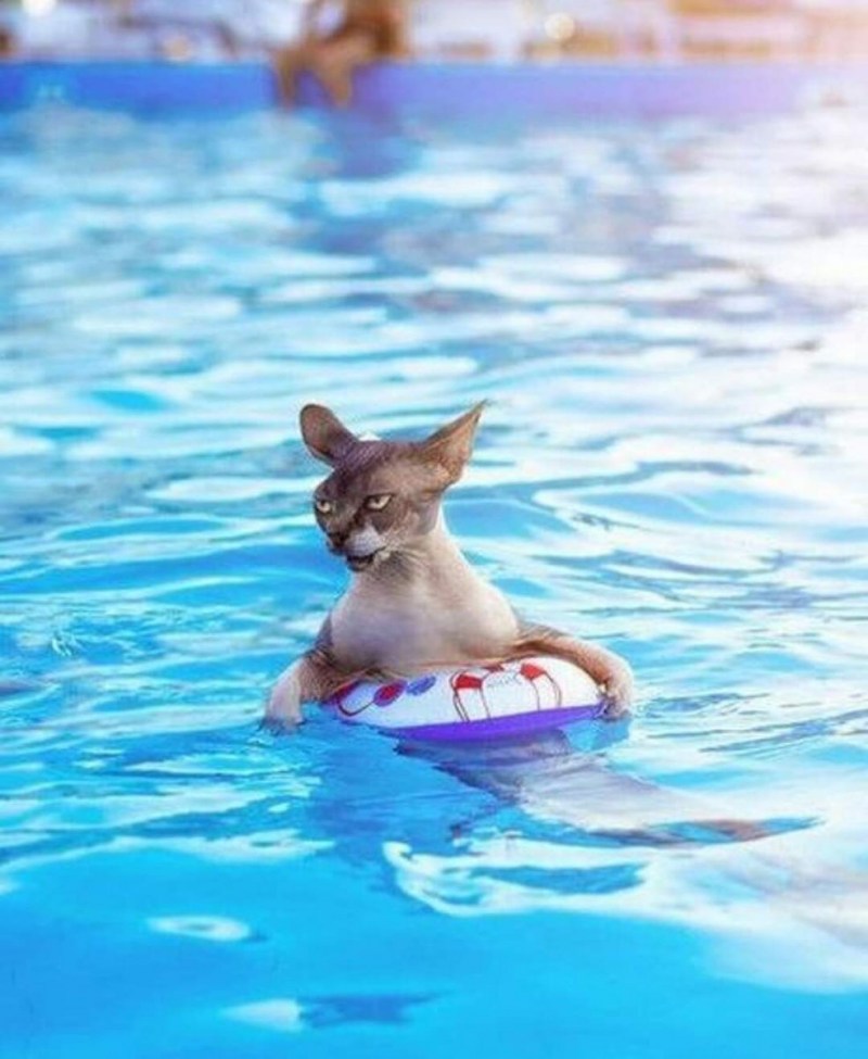 Котенок плавает