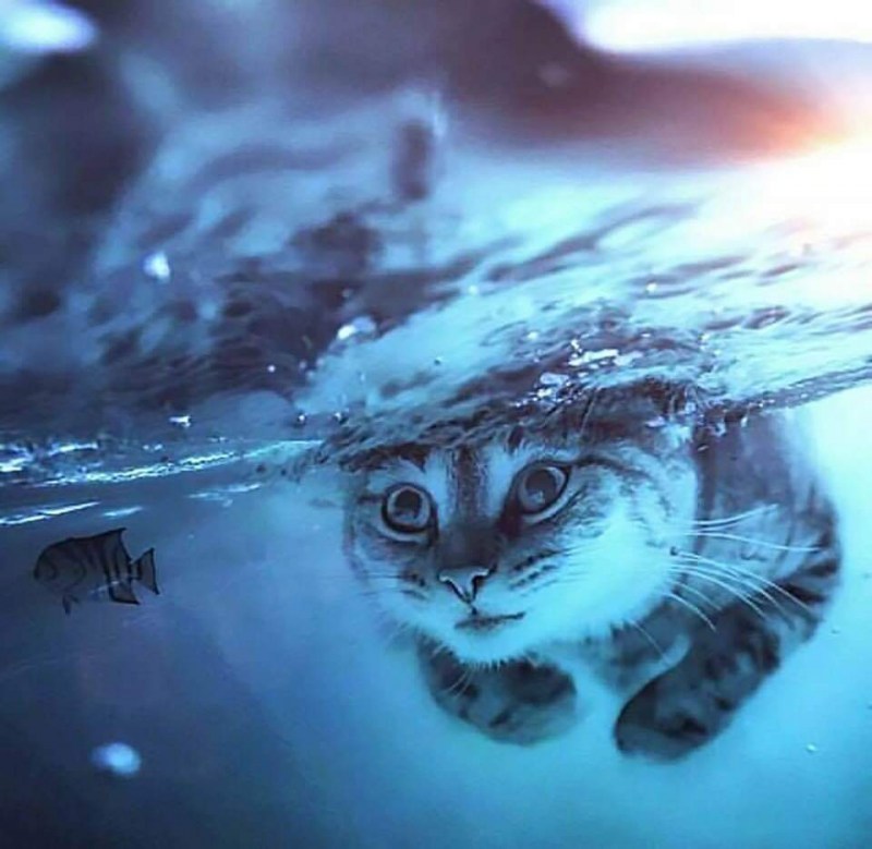 Кошка в воде