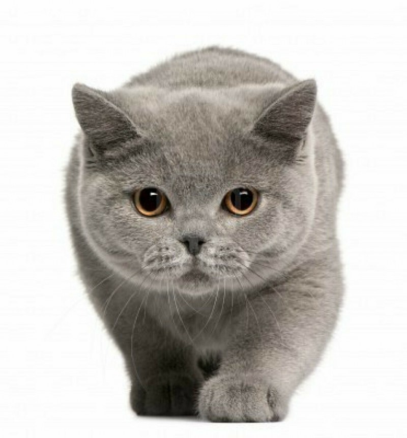 Британская кошка короткошерстная серая