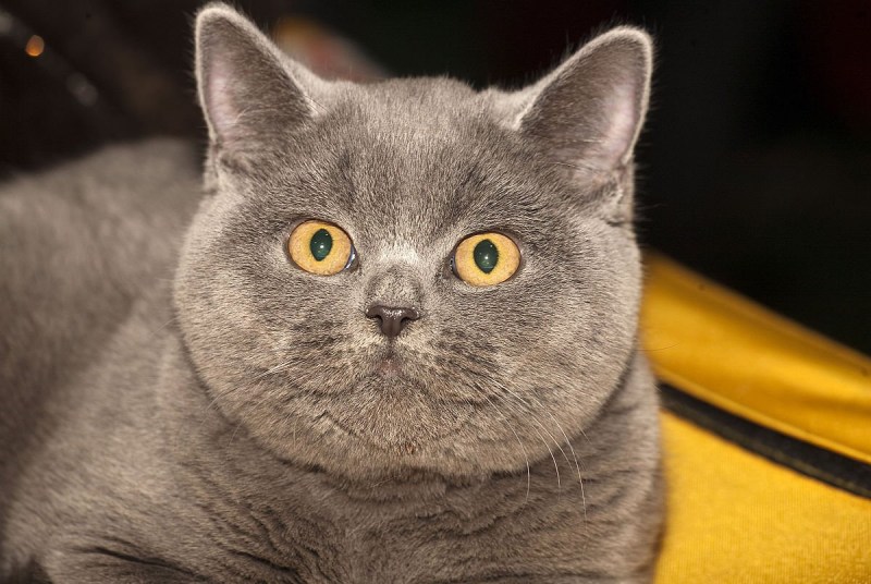 Британская кошка короткошерстная серая