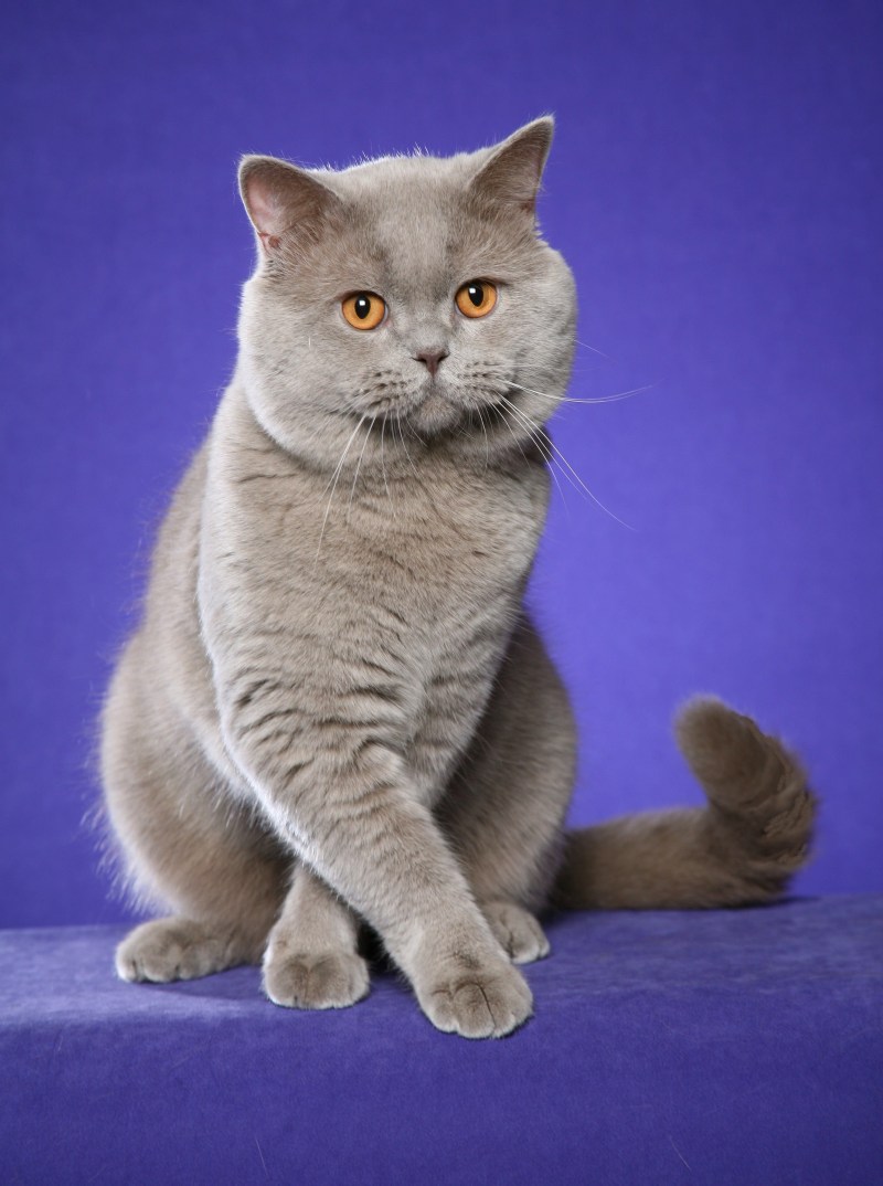 Британская кошка короткошерстная серая