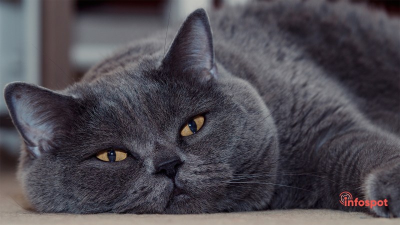 Британская кошка короткошерстная серая