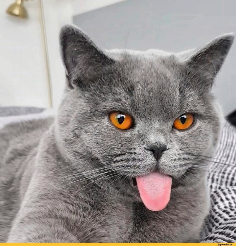 Британский короткошерстный кот серый
