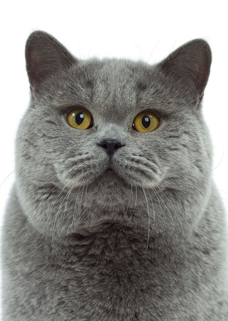 Британский короткошерстный кот серый