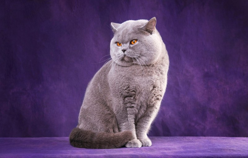 Кот британский короткошерстный характер