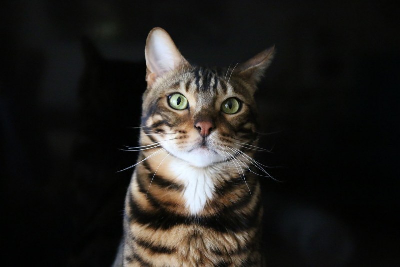 Кошка Мейн кун