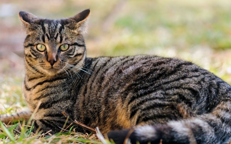 Шотландская короткошерстная табби