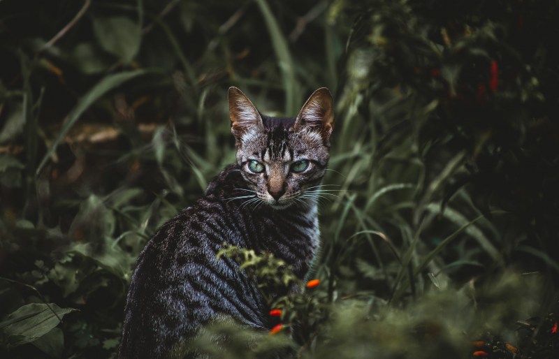 Шотландская прямоухая кошка окрас черный