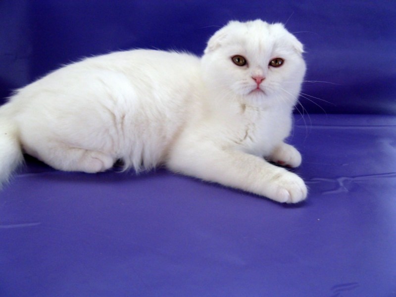 Шотландская вислоухая кошка окрасы