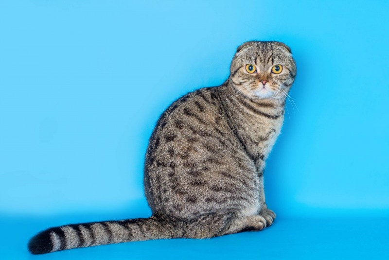 Шотландская вислоухая кошка табби
