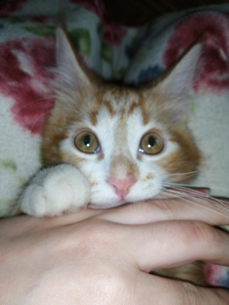 Кошка чихает