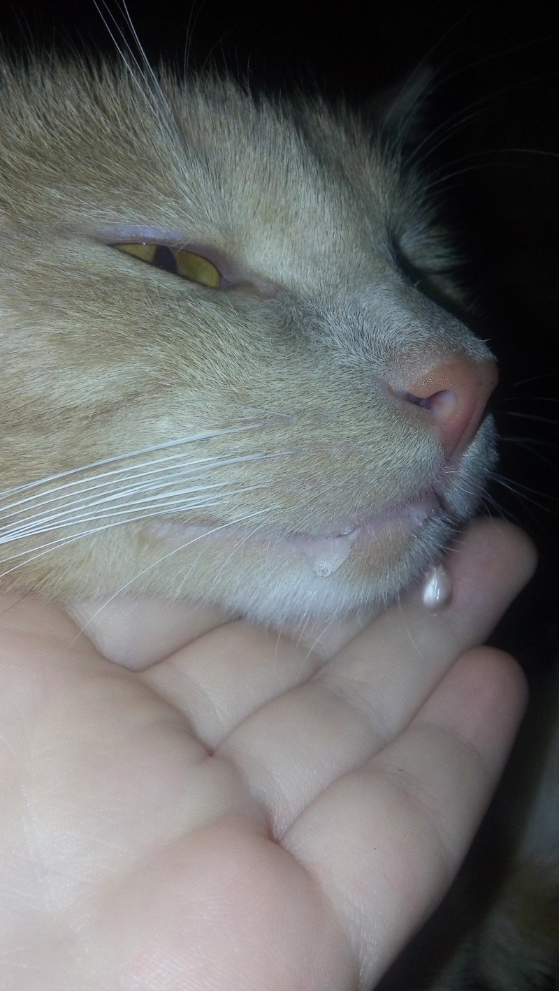 Сопли у котенка шотландца