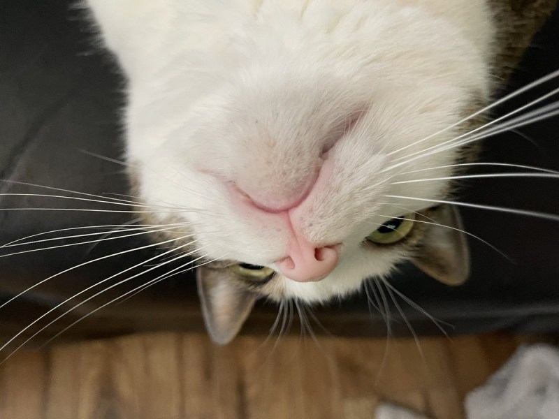 Коты нос