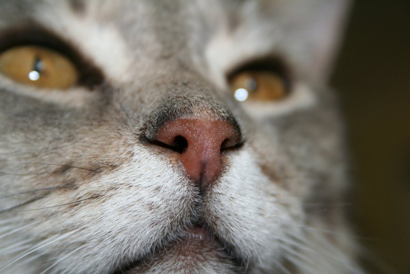 Котенок чихает