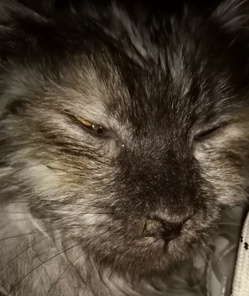 10 Лет кошке