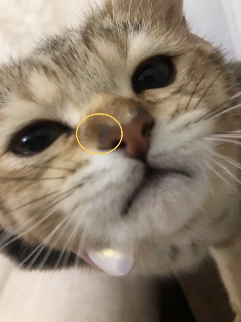 Котик с пузырьком в носу