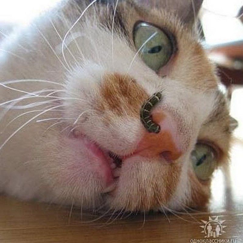 Котик антибиотик