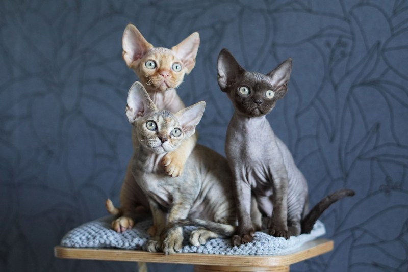 Коты Девон рекс