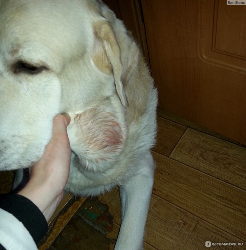 Стригущий лишай у кошек на животе