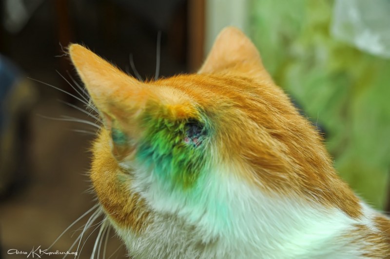 Кошачий стригущий лишай