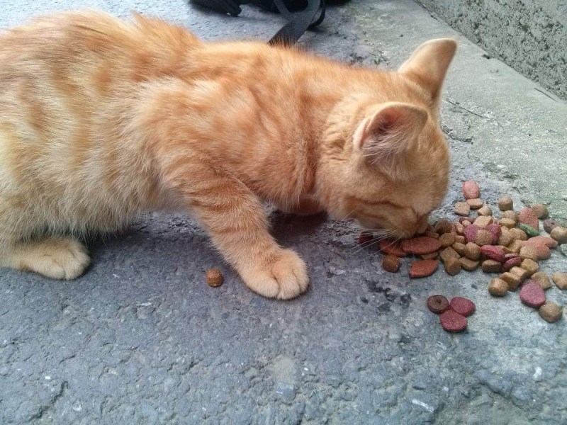 Кот в ветлечебнице