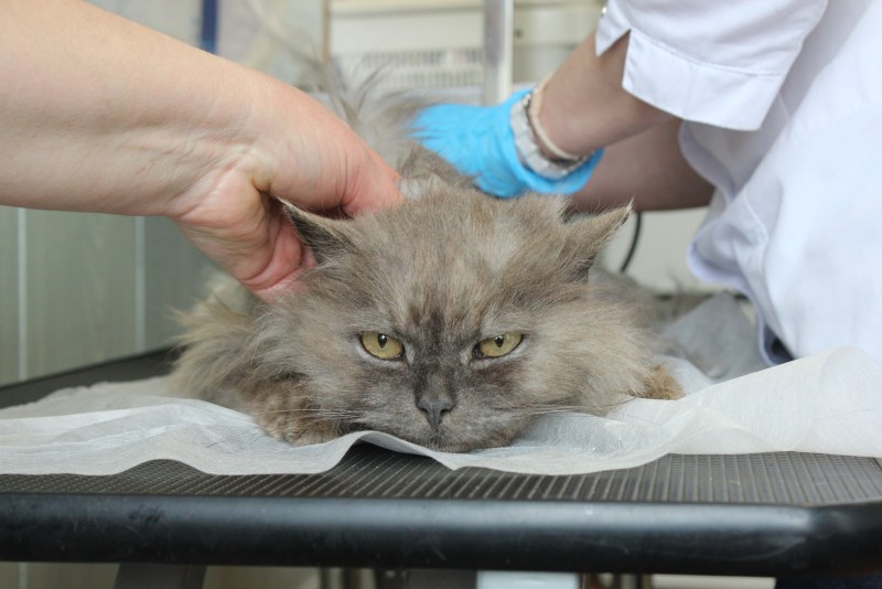 Коронавирус у кошек симптомы