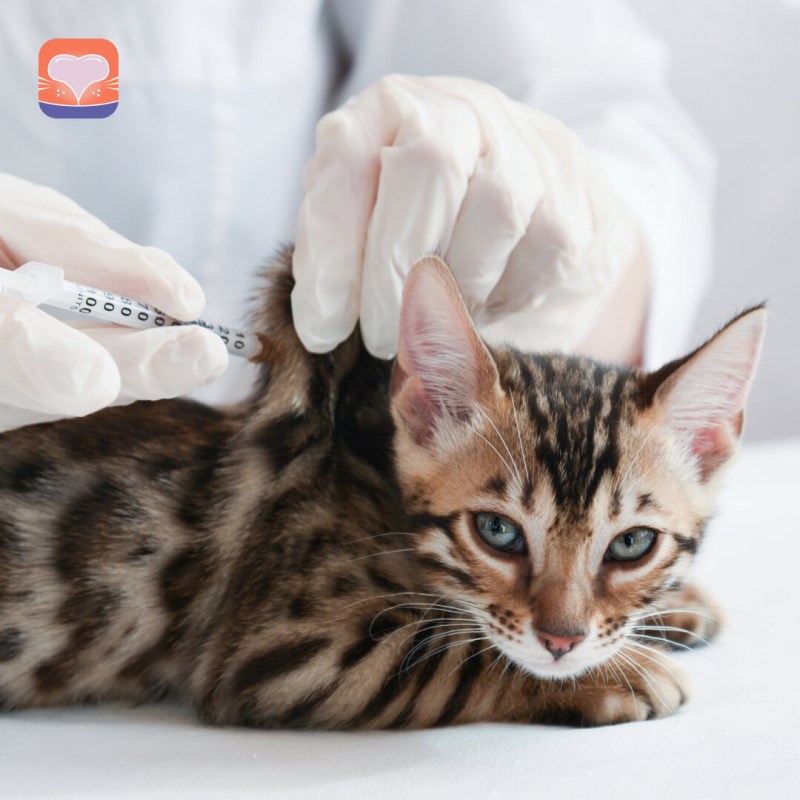 13 Умирающих котят Бруклин
