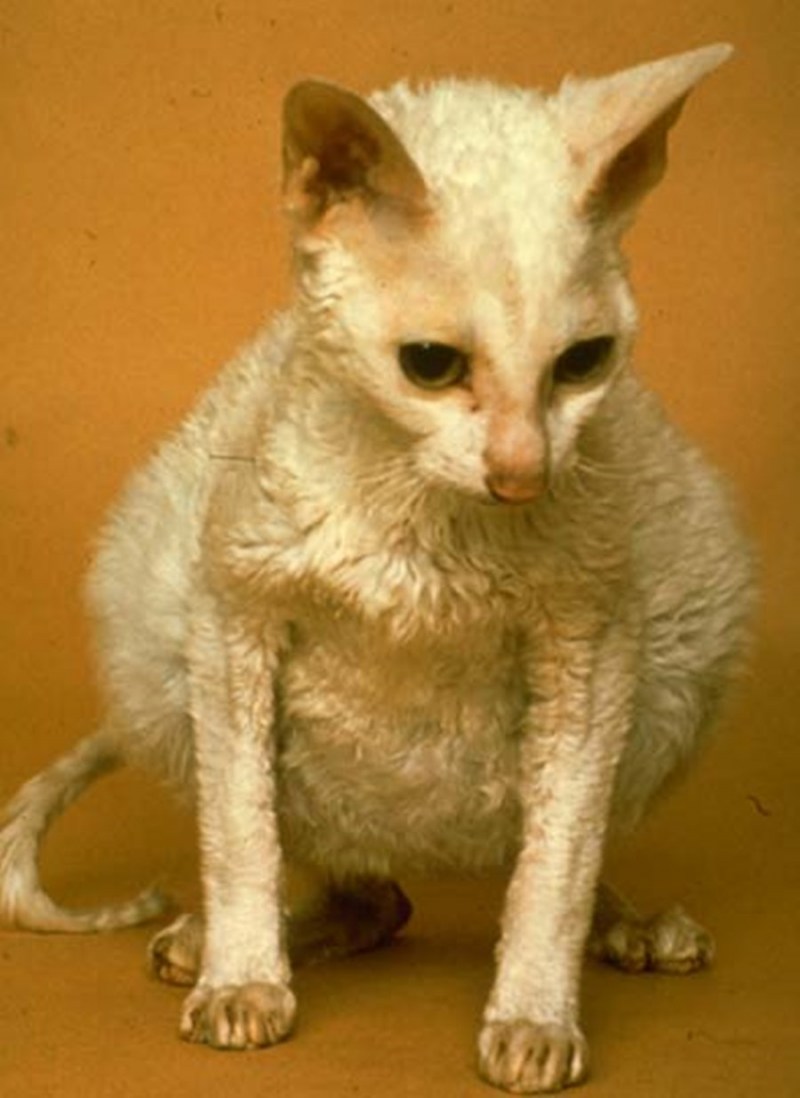 Инфекционный перитонит кошек (Feline Infectious peritonitis