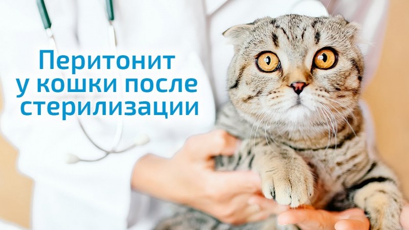 Диабет у кота симптомы