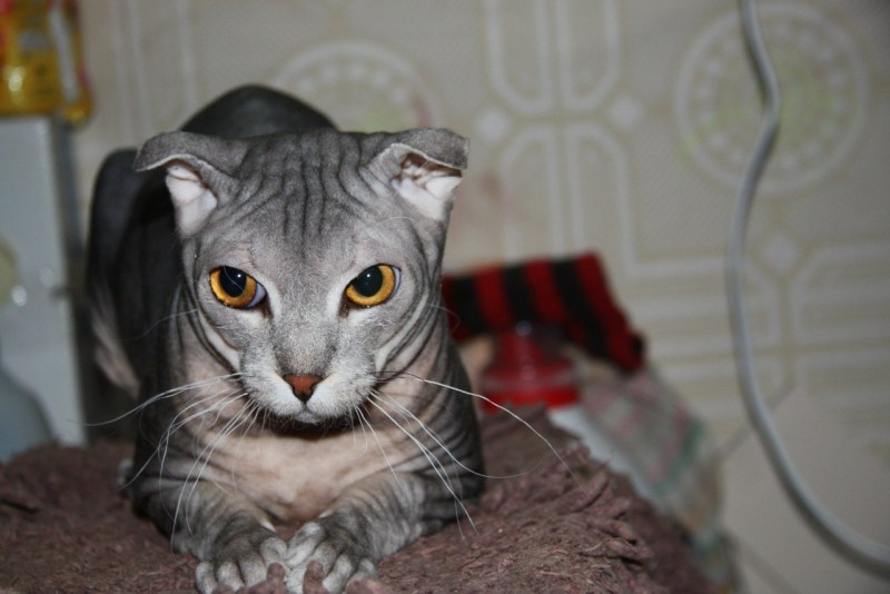 Котики британские вислоухие