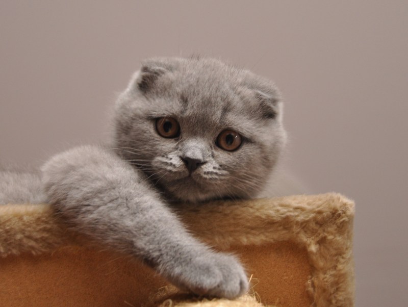 Кошки без ушей