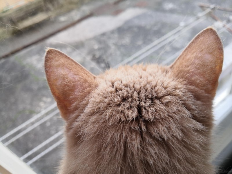 У кота на задних лапах залысины
