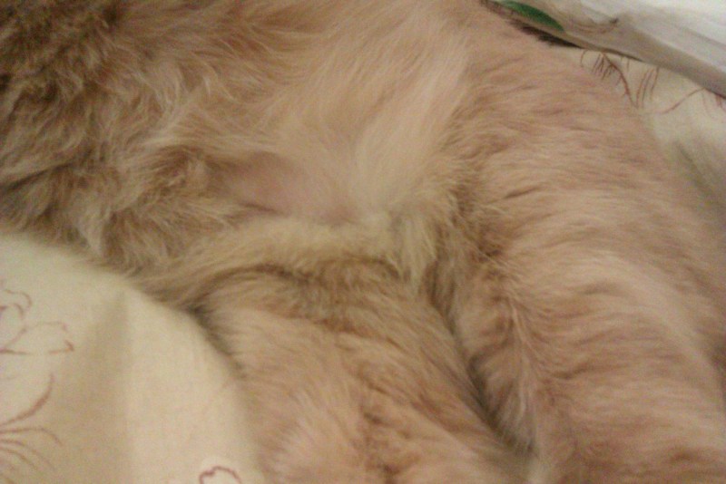 Кошка вылизывает шерсть до Лысин