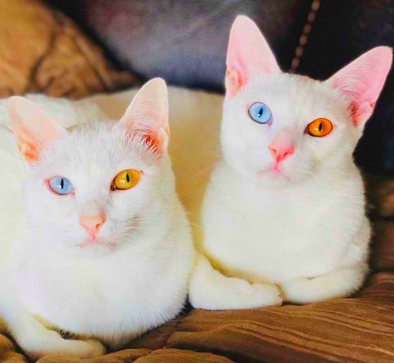 Кот породы као мани