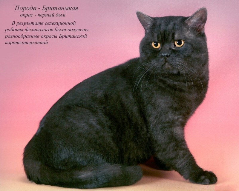 Название породистых кошек
