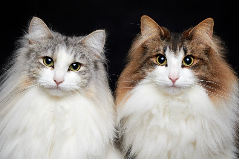 Котики разных пород