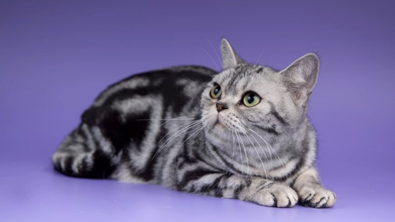Американский короткошерстный кот