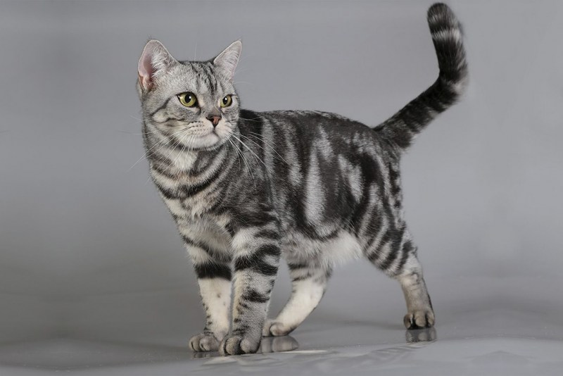 Американская короткошерстная кошка