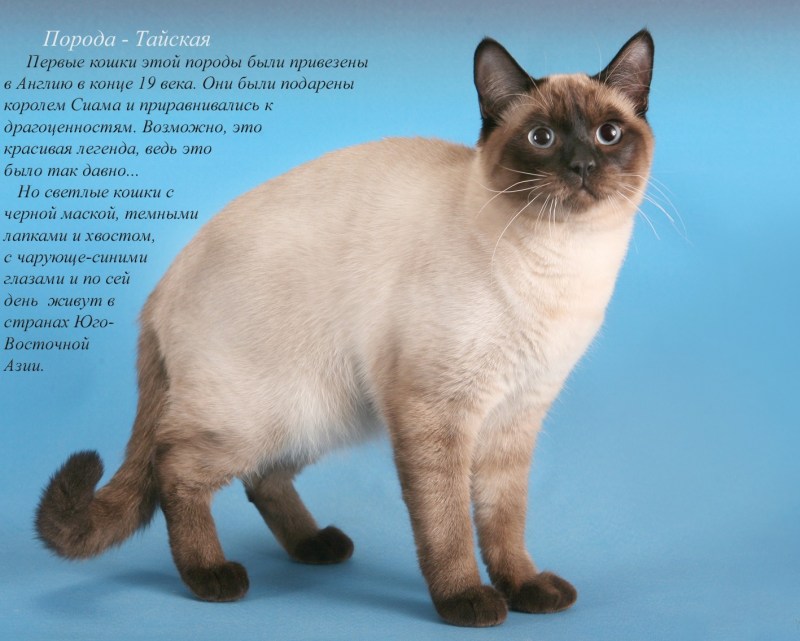Породистые кошки и их названия