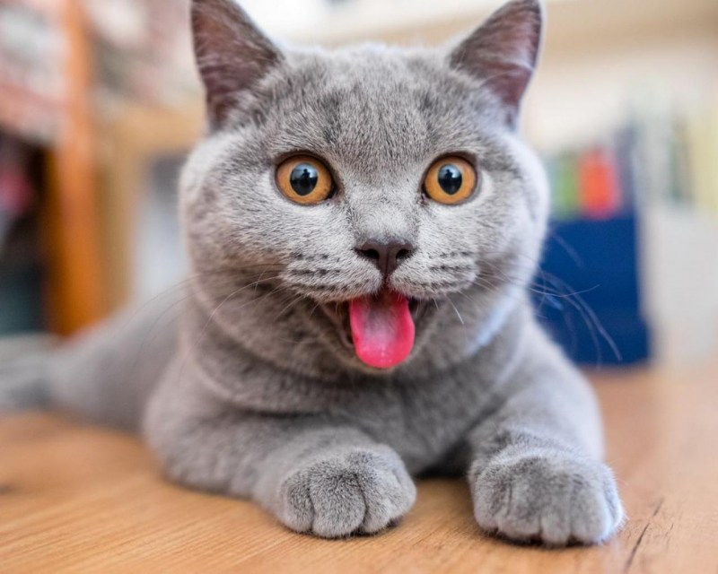Британский кот улыбается