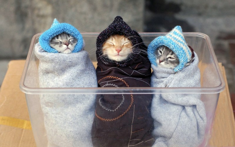 Картинки смешные котята