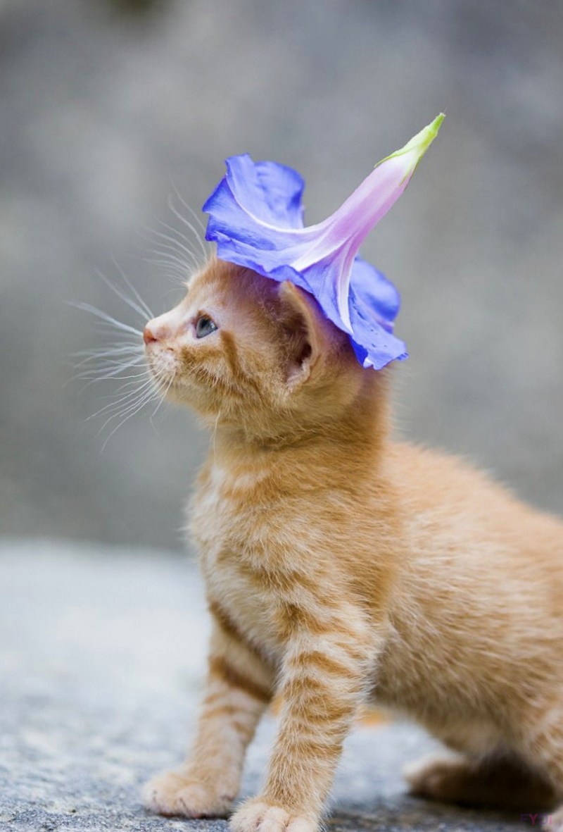 Смешные котята