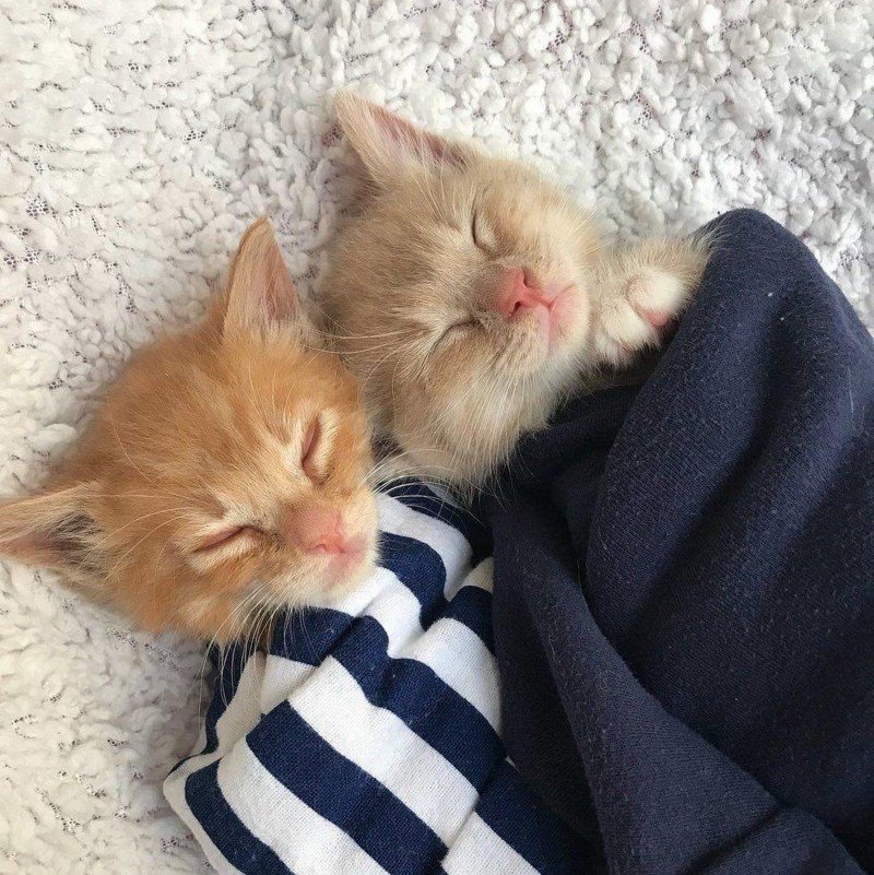 Милые коты вместе