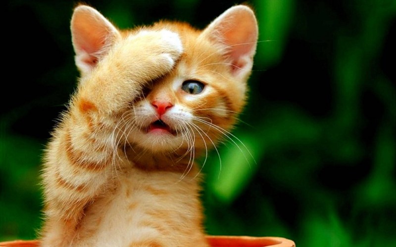 Забавные коты