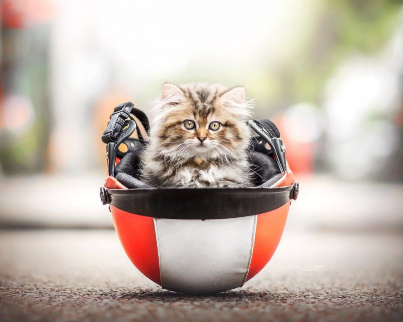Котики смешные милые