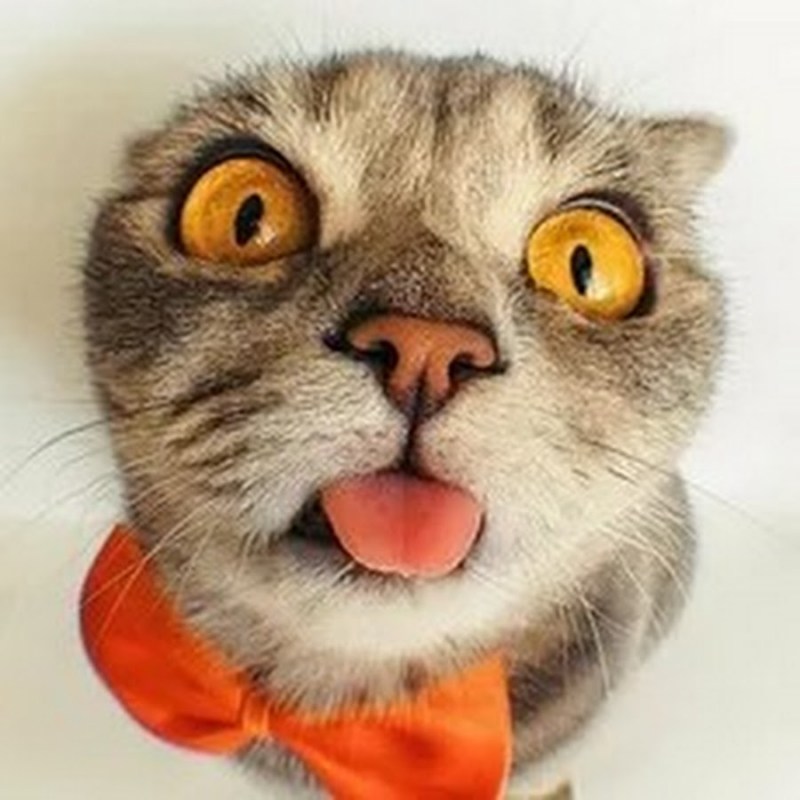 Кот с высунутым язычком