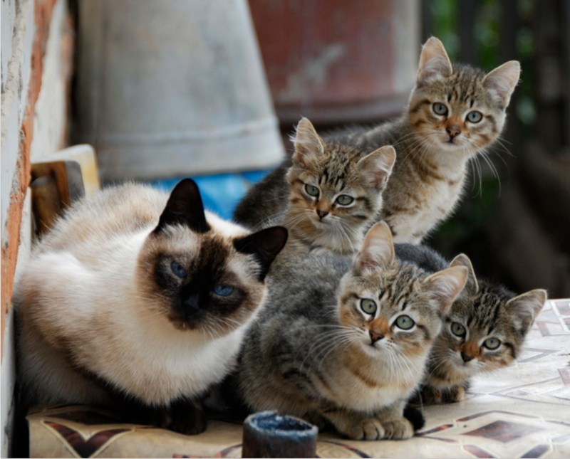 Четыре кота