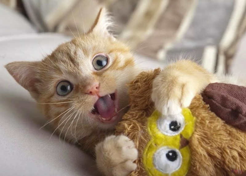Милые котики